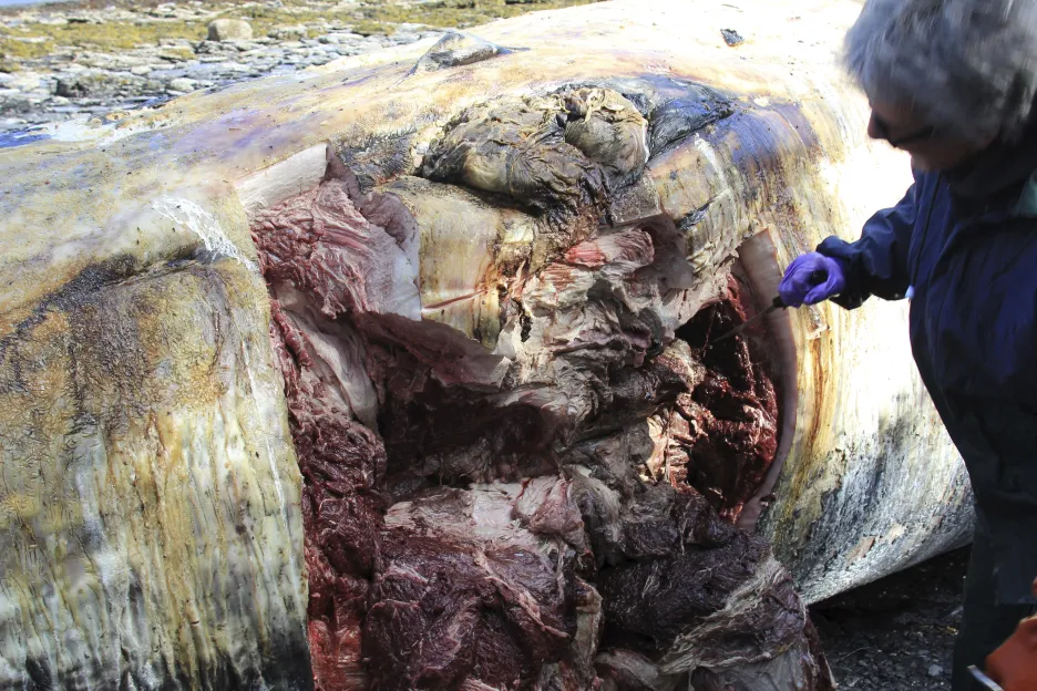 Kate Wynneová u mrtvé velryby na Aljašce