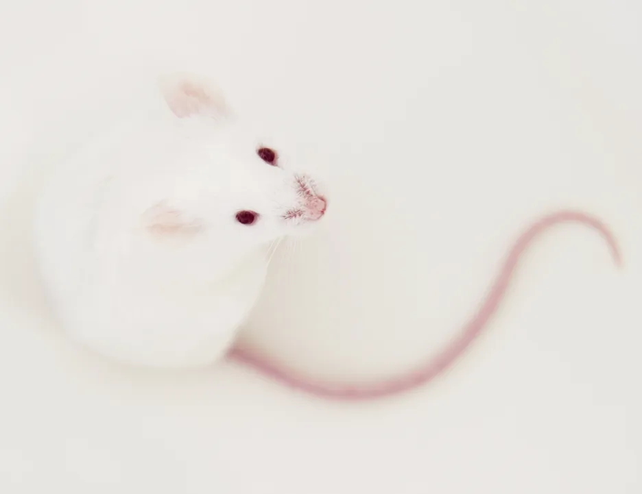 Laboratorní myš