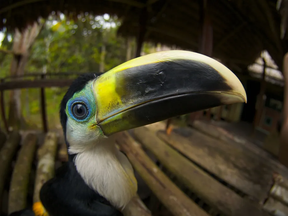 Obyvatelé mizející Amazonie - tukan bělolíci