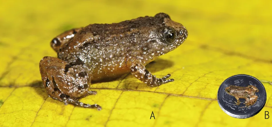 Nově objevená noční žába z Indie