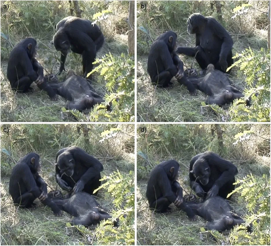 Smrt šimpanze