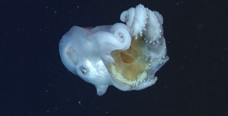 Chobotnice Haliphron atlanticus