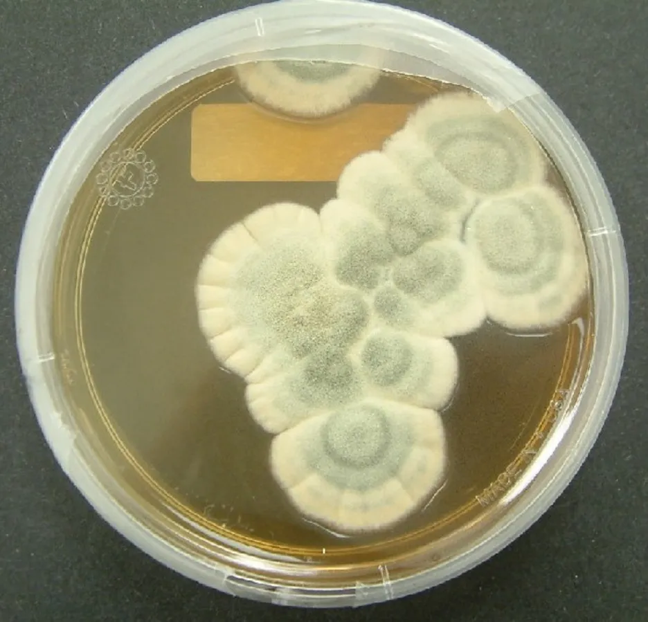 Penicilin v Petriho misce