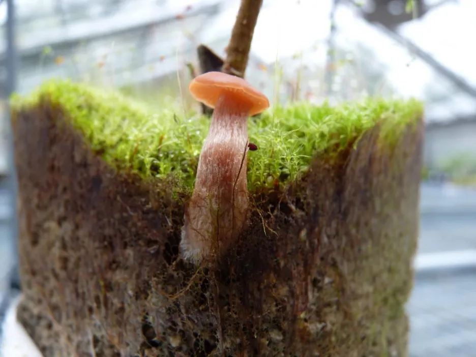 Spolupráce mezi houbou a rostlinou