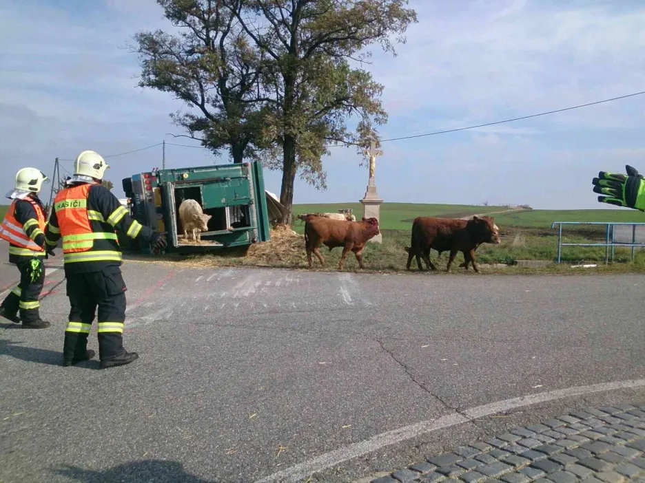 Býci zastavili provoz na silnici