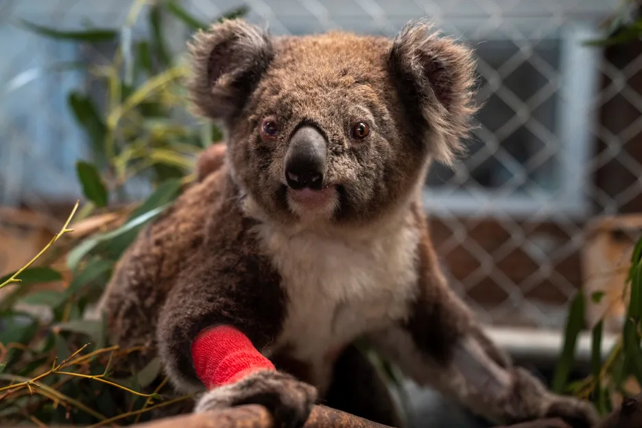 Zraněný koala při požárech