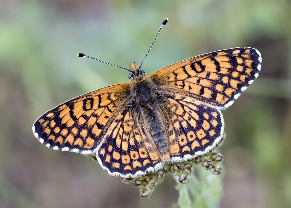 Hnědásek kostkovaný patří mezi nejprozkoumanější evropské motýly  po stránce populační ekologie, vztahu k živným rostlinám, biotopových nároků, dynamiky parazitů a parazitoidů atd. Je rovněž modelovým druhem pro studium metapopulační  dy