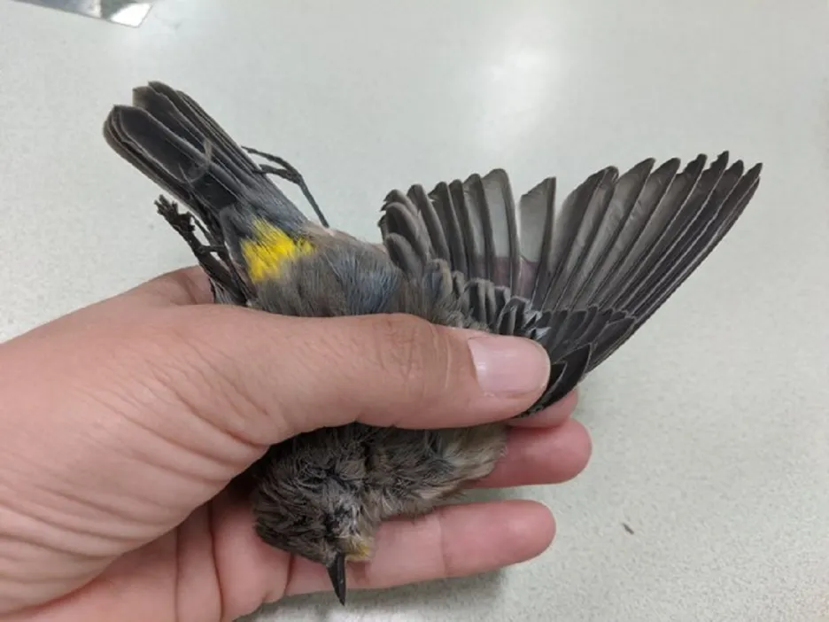 Jeden z mrtvých ptáků nalezených v Novém Mexiku