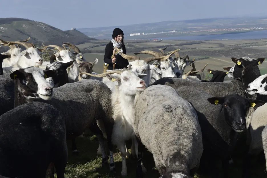 Pastýřka Kamila Zavadilová na Stolové hoře