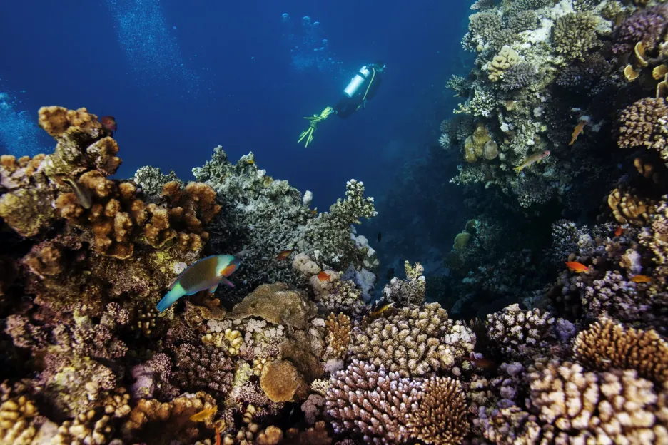 Vědci se zaměřili na výzkum korálových útesů v oblasti Rudého moře u města Džidda v Saúdské Arábii a ostrova Lizard, který je součástí Austrálie 
