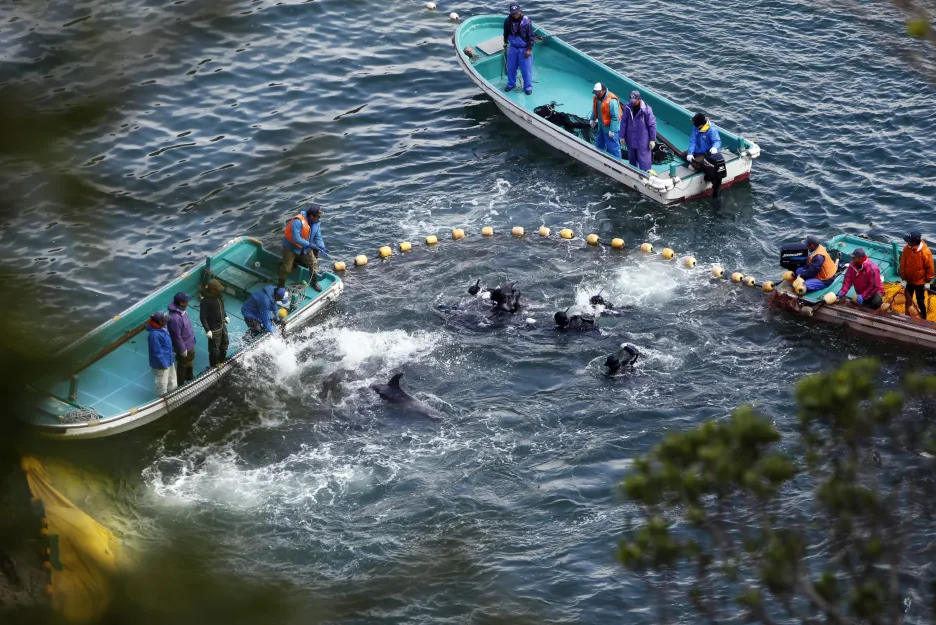 Lov delfínu v zátoce v Taidži