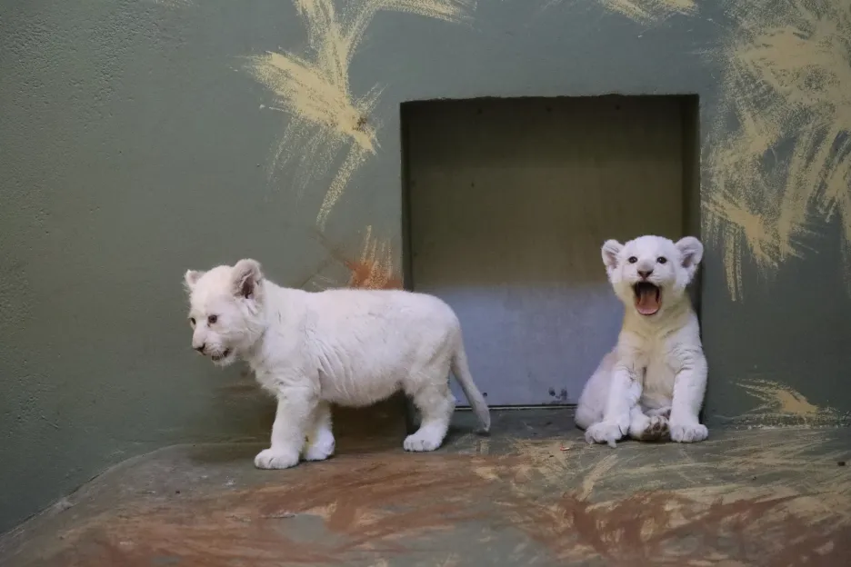 Bílá lvíčata v hodonínské zoo