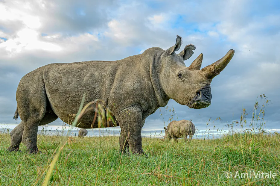 Mise za záchranu nosorožce bílého severního 
