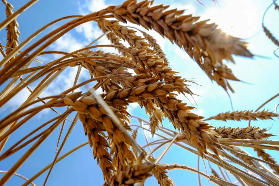 Pšenice na poli na jižní Ukrajině