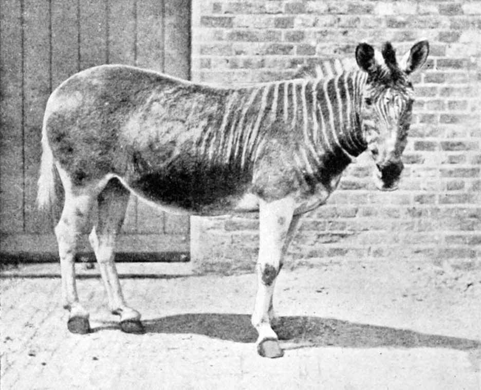 Zebra kvaga