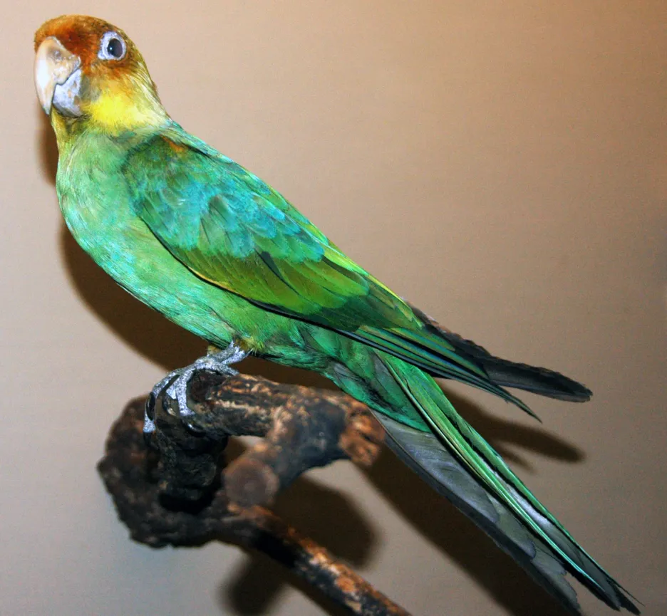 Papoušek karolinský