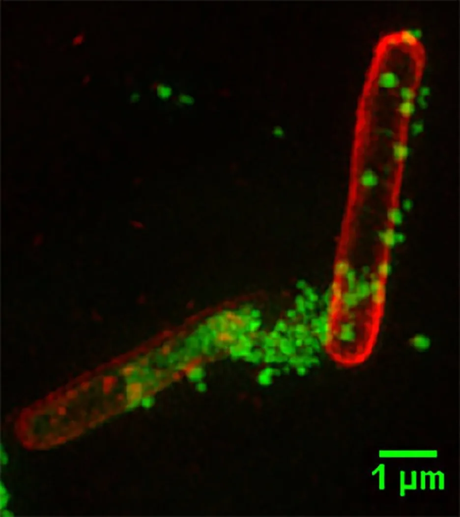 Polymery (zelené) útočí na bakterii (červená)