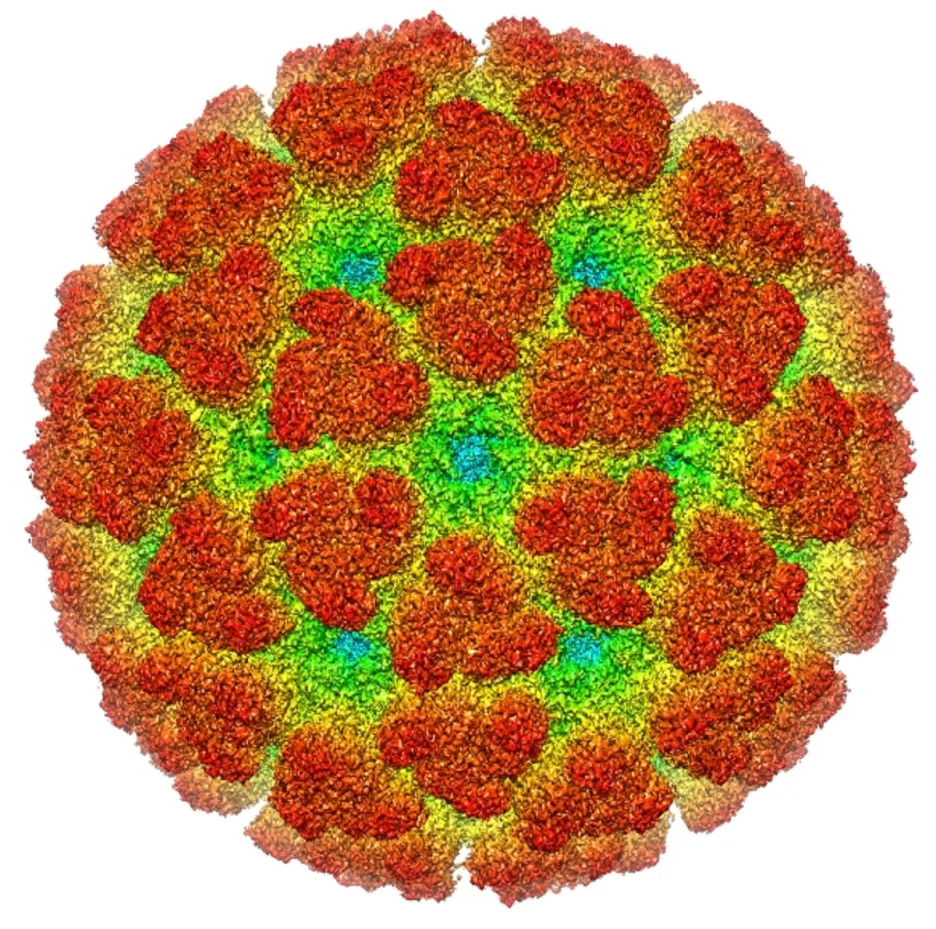 Virus chikungunya