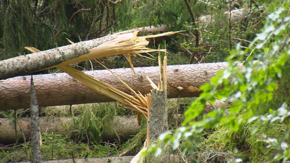 Po bouřce zůstaly na Šumavě tisíce ulámaných a vyvrácených stromů