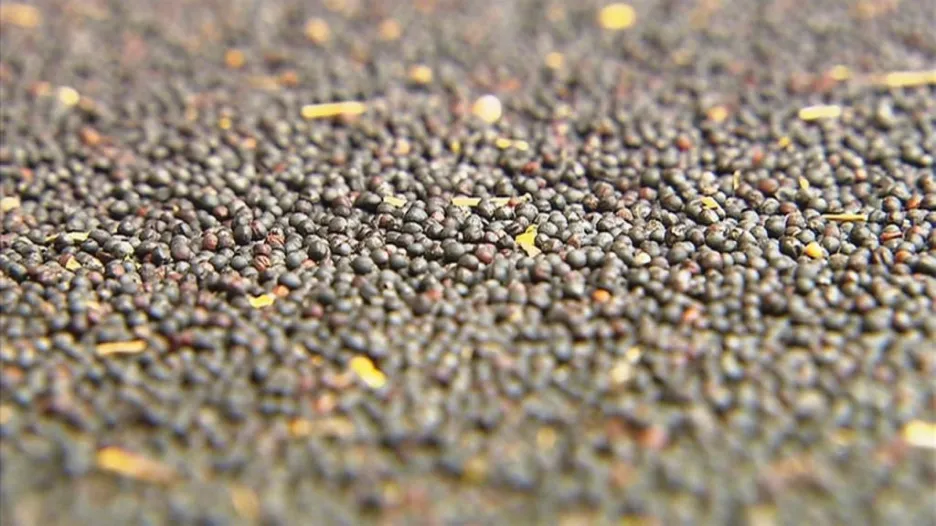 Černá semena řepky obsahují až 47 procent oleje