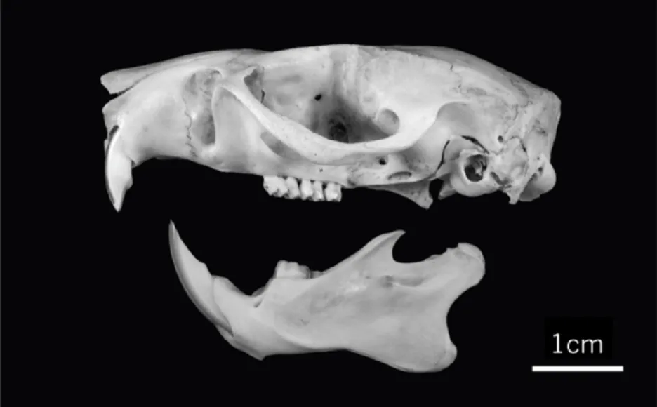 Lebka nově objevené krysy