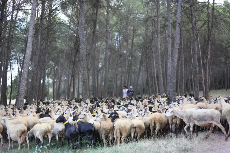 Ve španělsku ovce a kozy prožírají lesy, čímž brání šíření požárů