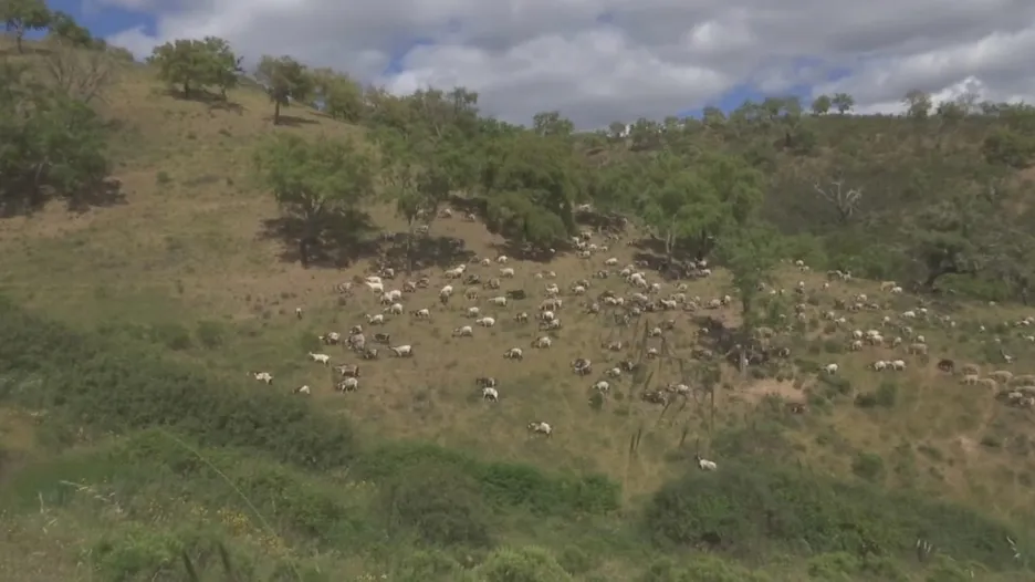 Stádo koz spásá portugalské stráně