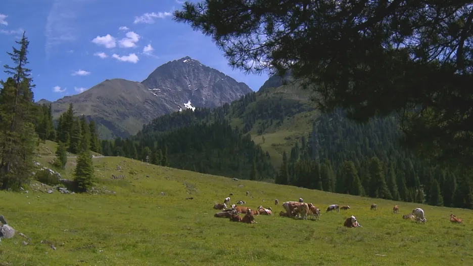 Krávy na tyrolských pastvinách