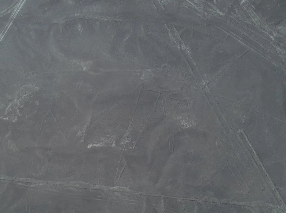 Pták na planině Nazca