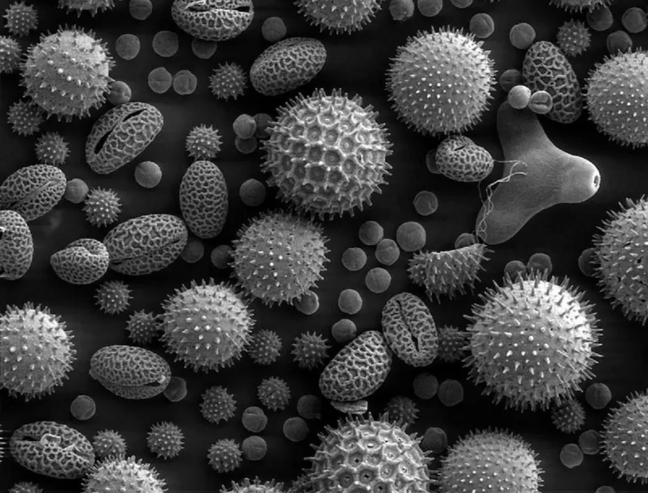 Pylová zrna pod mikroskopem