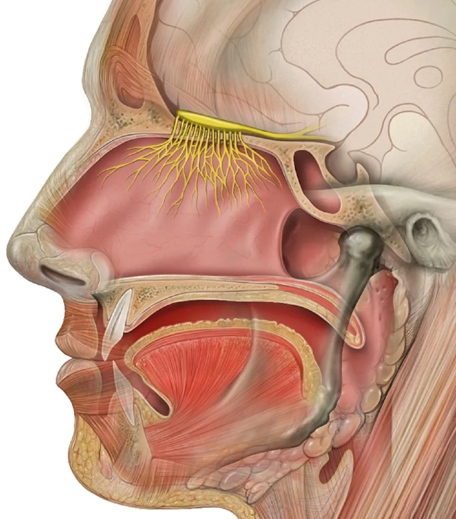 Řez lidskou hlavou: žlutě jsou vyznačena vlákna olfaktorického nervu, která směřují do čichového bulbu (žlutě vybarvené ploténkovité struktury na spodině mozkové)