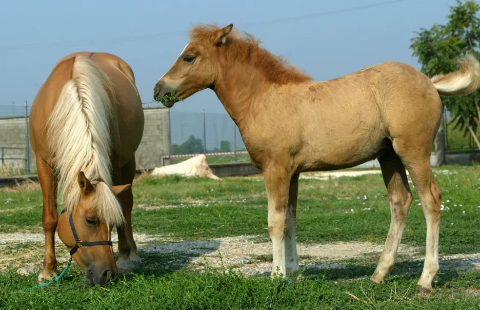 První naklonovaný kůň - Promethea se svou matkou