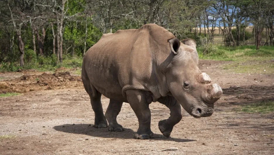 Jeden ze sedmi posledních nosorožců bílých severních (foto z roku 2012)