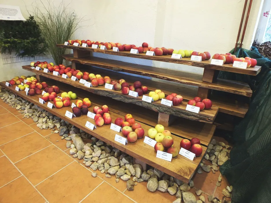 Regionální výstavy ovoce, ovocných a okrasných dřevin v Boskovicích