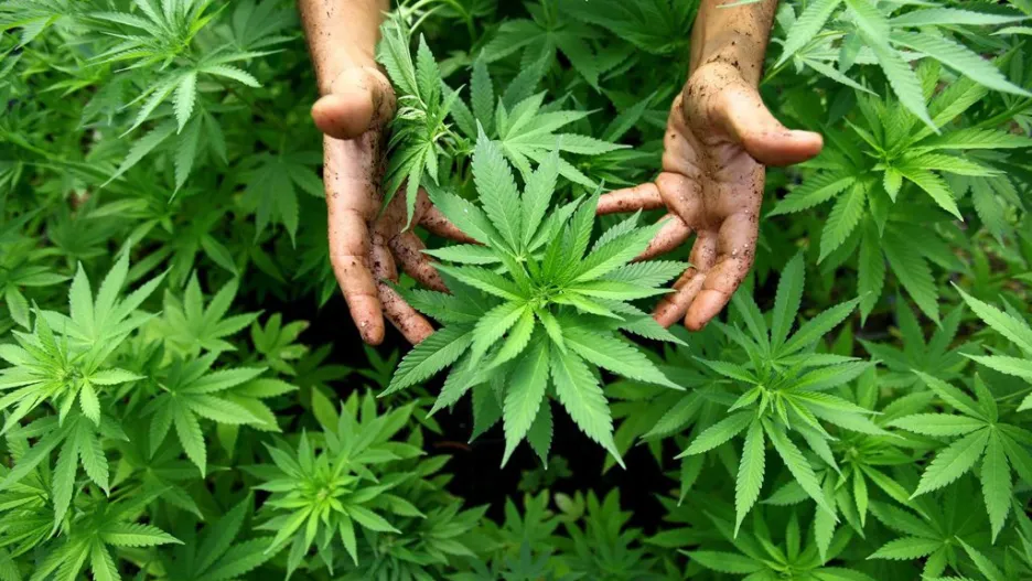 Pěstování marihuany