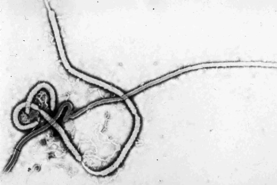Virus eboly