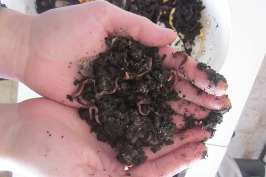 Kompost vytvářejí kalifornské žížaly