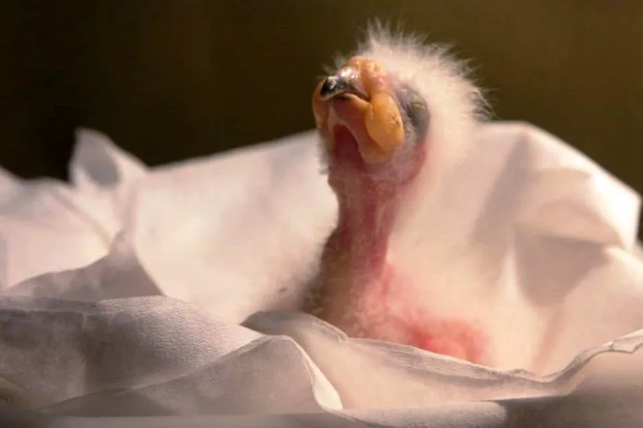 Vylíhnuté mládě papouška Nestor kea