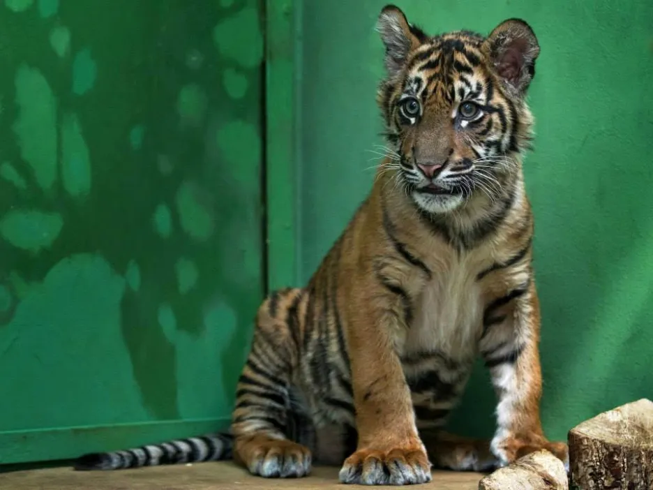 Pětiměsíční kotě tygra sumaterského