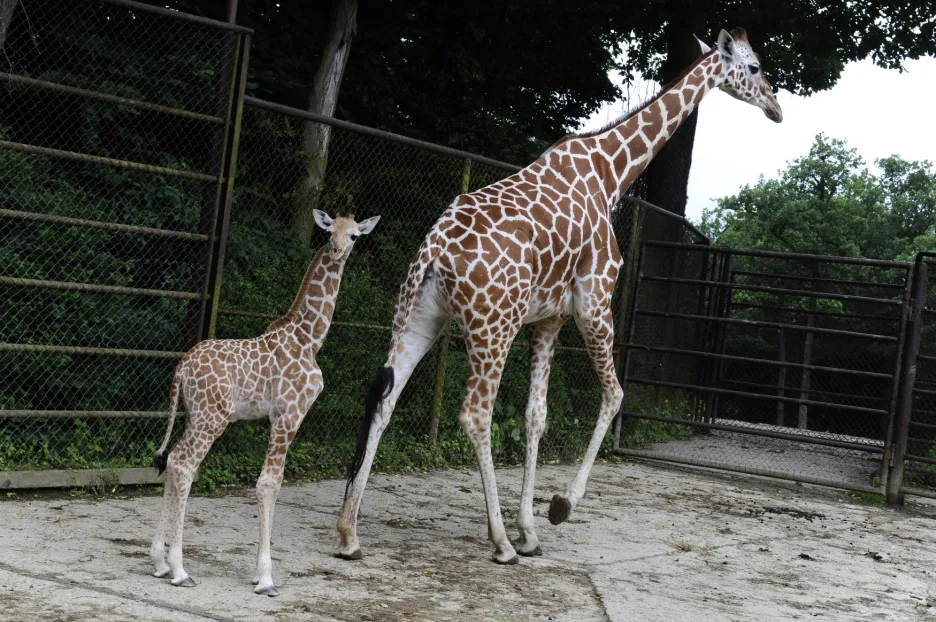 Žirafy v brněnské zoo