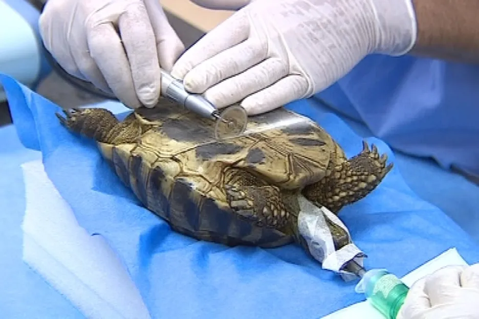 Veterináři musí želvě rozříznout krunýř, aby ji mohli vykastrovat