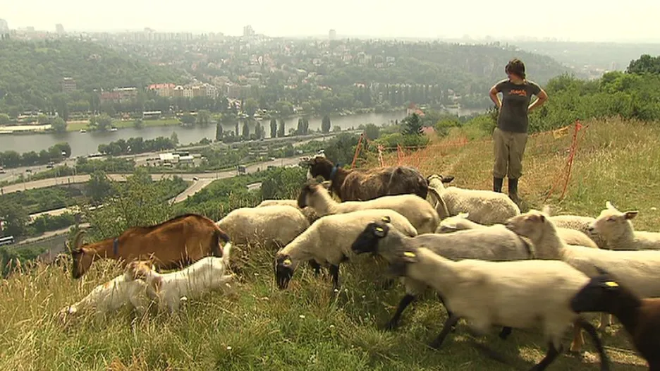 Stádo ovcí a koz v Praze