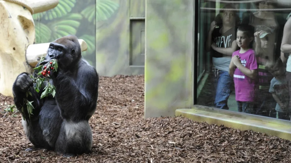 Gorilí samec Tadao v zoo ve Dvoře Králové