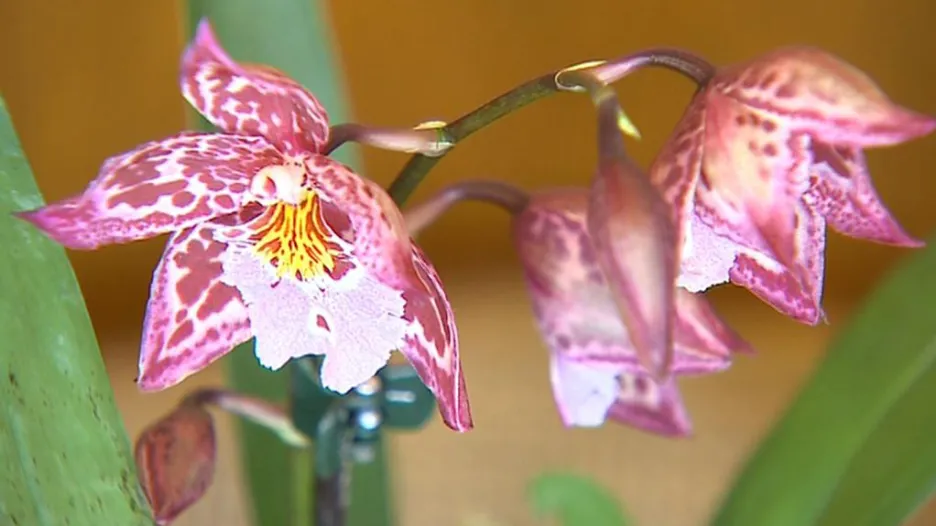 Z výstavy orchidejí