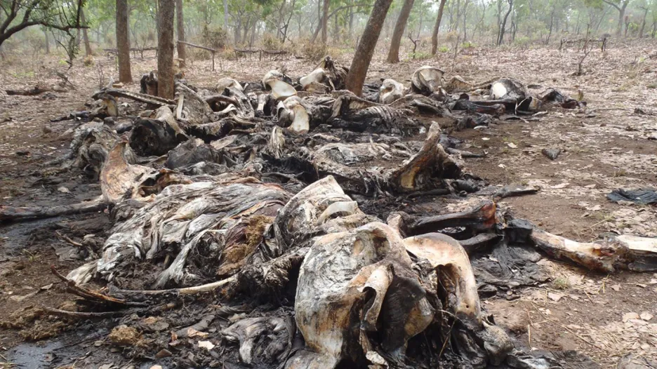 Mrtvoly slonů pobitých pytláky v Kamerunu