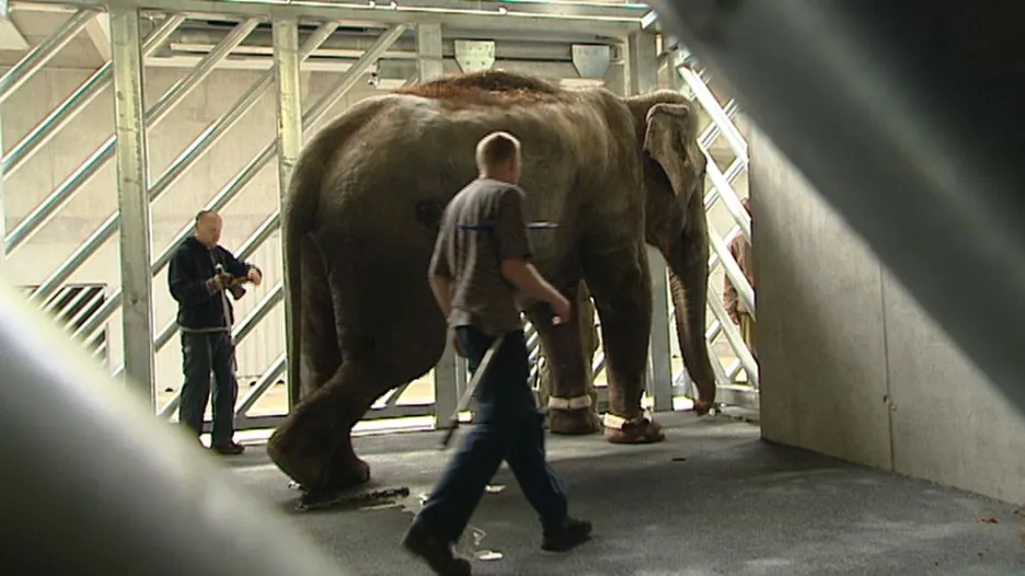 Stěhování slonů v pražské zoo