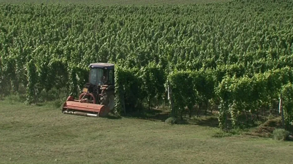 Práce ve vinohradu