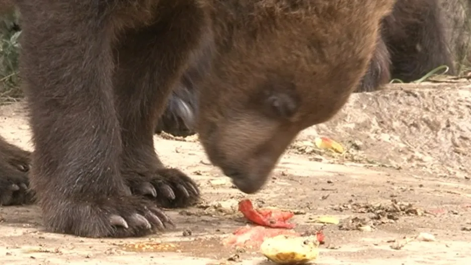 Medvíďata dostávají i rajčata