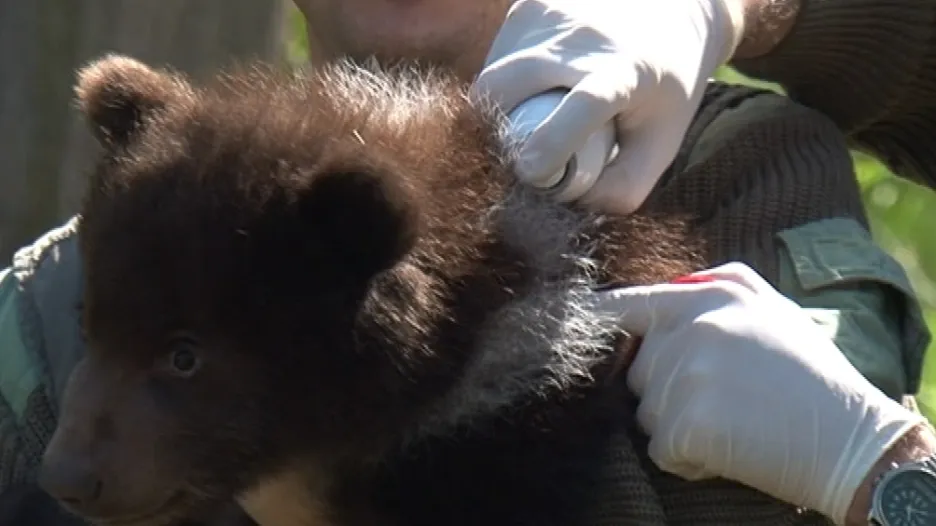 Medvíďata poprvé prohlédl veterinář