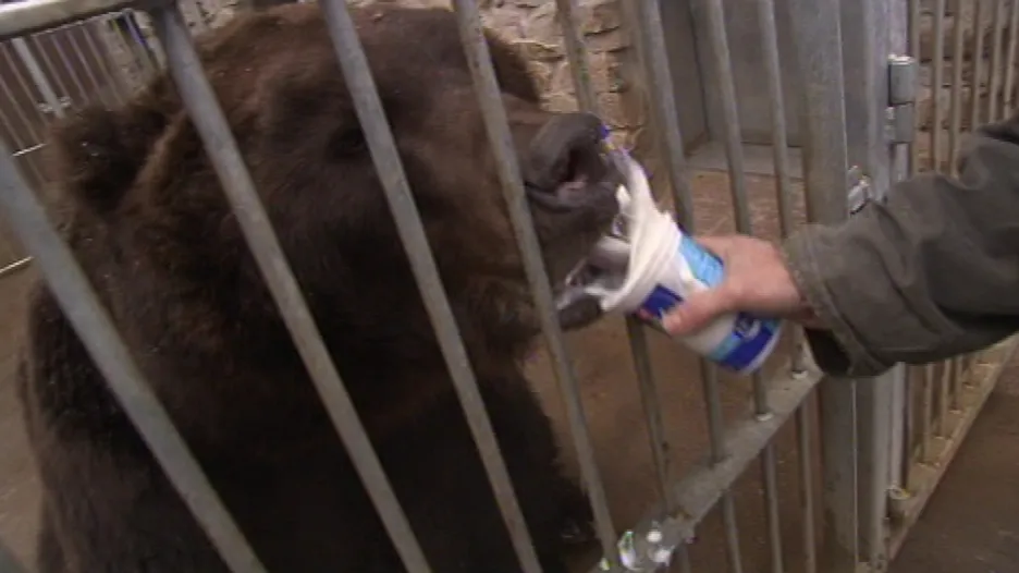 Ošetřovatelé medvědům kamčatským dopřejí i jogurt